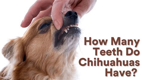 How Many Teeth Do Chihuahua Have